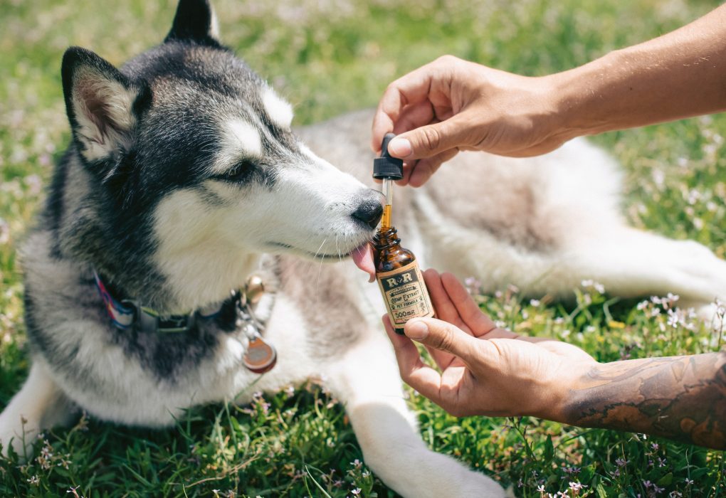 CBD Treats for Dogs with Separation Anxiety: A Calming Solution