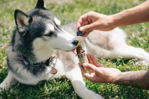 CBD Treats for Dogs with Separation Anxiety: A Calming Solution