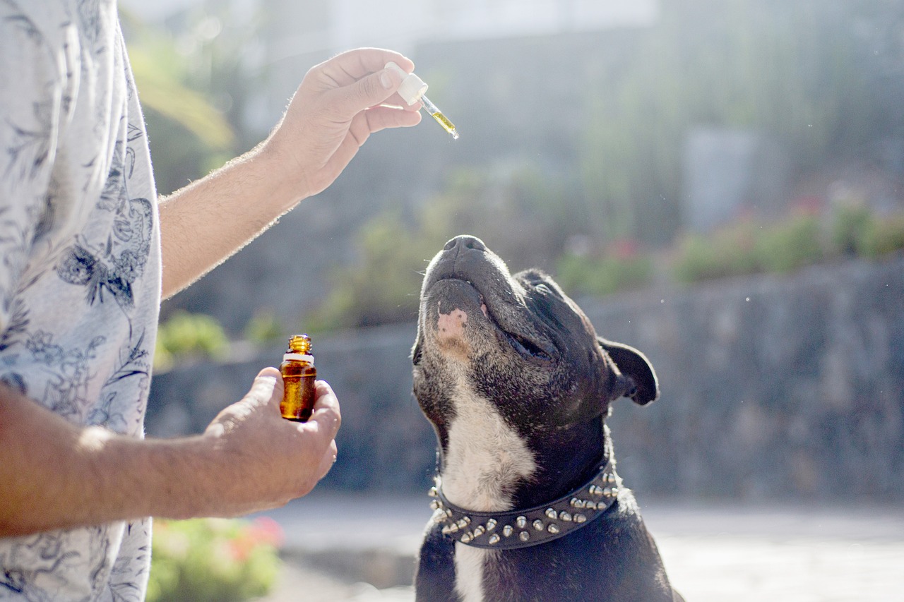 CBD Treat Dogs